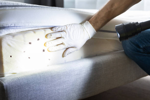 Best Mosquito Control Services  in Halfway, MD