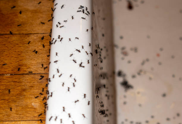 Best Wasp Removal Services  in Halfway, MD